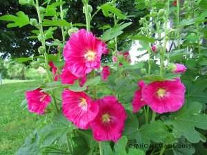 The hollyhocks, with their vibrant pink blossoms, are in full bloom, creating a stunning display in my organic garden.