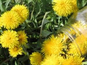 A close-up view of bright yellow dandelions with green stems and leaves.