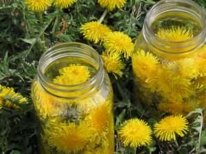 Bright yellow dandelions inside clear mason jars lying on a grassy field.
