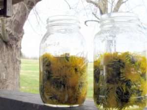 Two mason jars filled with dandelions showcasing the infusion process, placed on a railing outside.