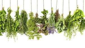 A variety of fresh herbs including rosemary, sage, lavender, and mint, hanging to dry on a wooden clothesline with pegs against a white background.