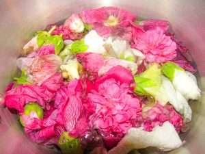 Stages of hollyhock blooms simmering in a pot, showcasing the transformation from fresh vibrant flowers to a gentle simmer, capturing the essence for a handcrafted Hollyhock Hydrosol Toner.