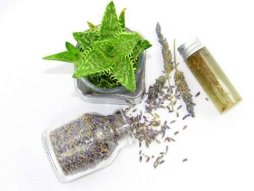 Overhead perspective view of organic ingredients including a clear glass planter with aloe vera planted in mushroom compost, spilled glass jar with lavender buds, another with lavender sprigs, and a jar showcasing lavender-infused aloe vera.