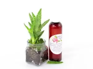 Pure Aloe Vera in 4 oz Amber Bottle A 4 oz amber bottle of Pure Aloe Vera product, enriched and authentic, surrounded by fresh aloe vera leaf pieces, showcasing the natural ingredients and the premium quality of the product.