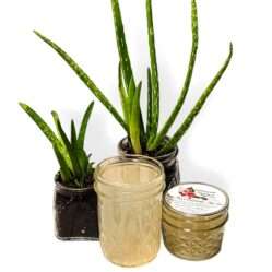 Pure aloe vera gel in open jar, closed jar with label beside it. Potted aloe plants in front, on white background.