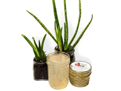 Pure aloe vera gel in open jar, closed jar with label beside it. Potted aloe plants in front, on white background.