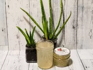 JBHomemade Aloe Vera Gel: Fresh 8oz and 4 oz Mason Jars Pure aloe vera gel in open jar, closed jar with label beside it. Potted aloe plants in front, on grey wooden background.