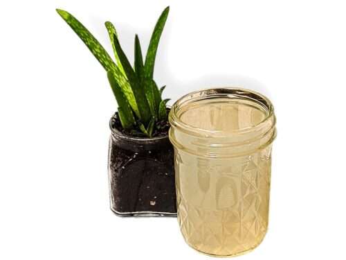 Pure Aloe Vera Gel in 8oz Mason Jar: Fresh skincare product next to a small potted plant