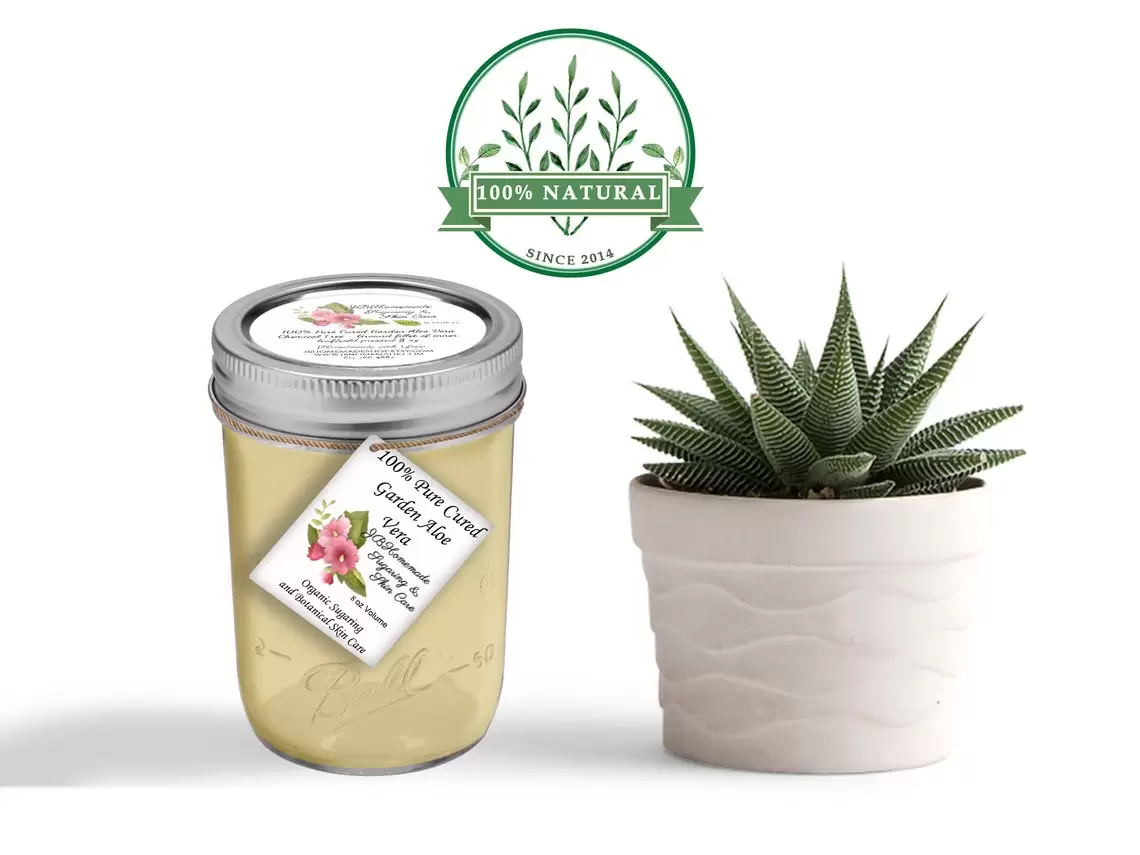 Pure Aloe Vera Gel in 8oz Mason Jar: Fresh skincare product next to a small potted plant