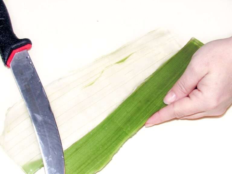 Aloe Vera Filleting: Peeling green outer leaf to reveal inner gel for skincare products.