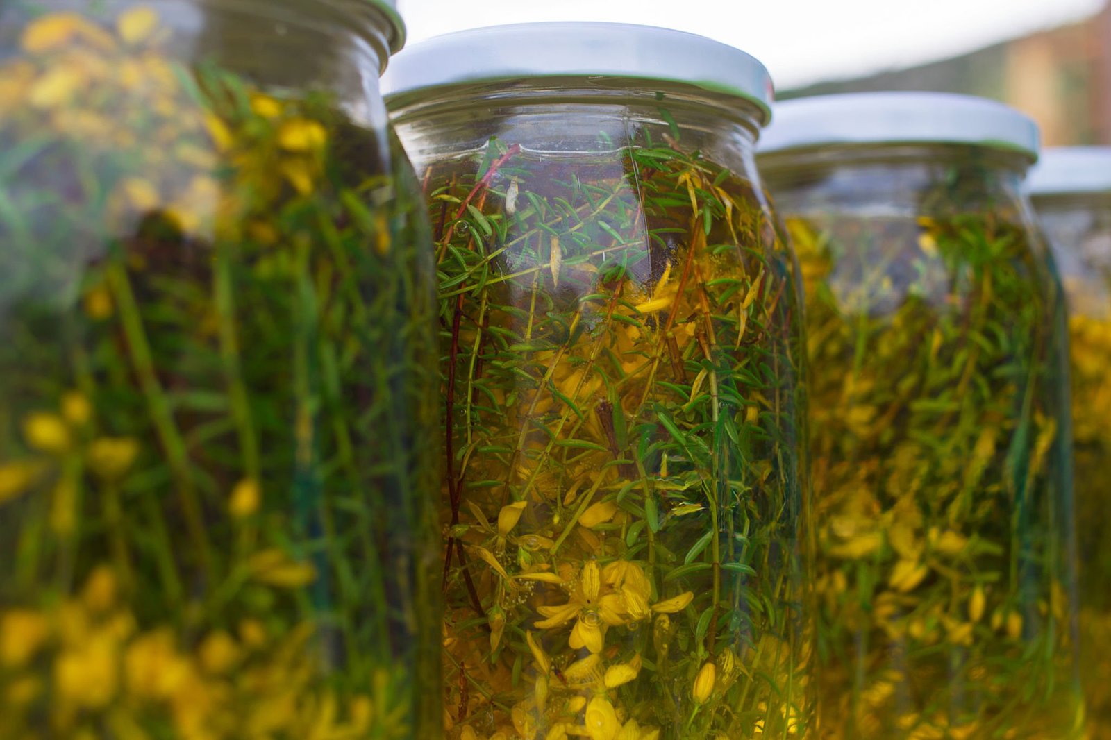 Hypericum perforatum infusing in olive oil in sunlight